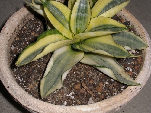 Sansevieria trifasciata cv Golden Hahnii