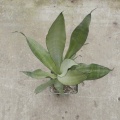 Sansevieria trifasciata cv Moonshine