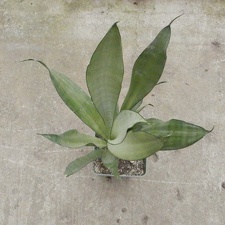 Sansevieria trifasciata cv Moonshine