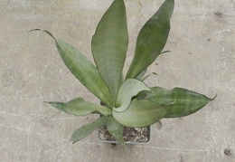 Sansevieria trifasciata cv Moonshine