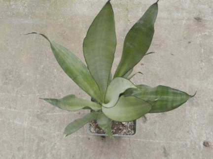 Sansevieria trifasciata cv Moonshine