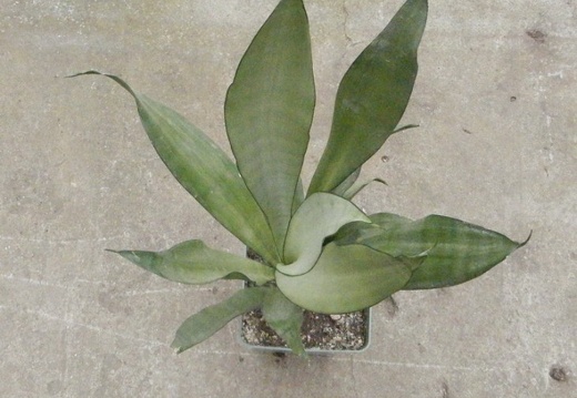 Sansevieria trifasciata cv Moonshine
