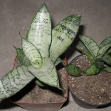 Sansevieria trifasciata cv Silver Hahnii2
