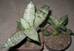 Sansevieria trifasciata cv Silver Hahnii2