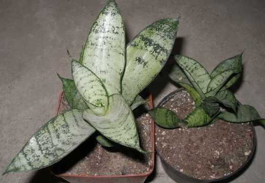 Sansevieria trifasciata cv Silver Hahnii2
