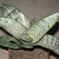 Sansevieria trifasciata cv Silver Hahnii 1Iv