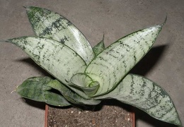 Sansevieria trifasciata cv Silver Hahnii 1Iv