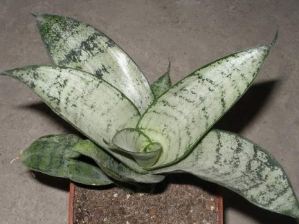 Sansevieria trifasciata cv Silver Hahnii 1Iv
