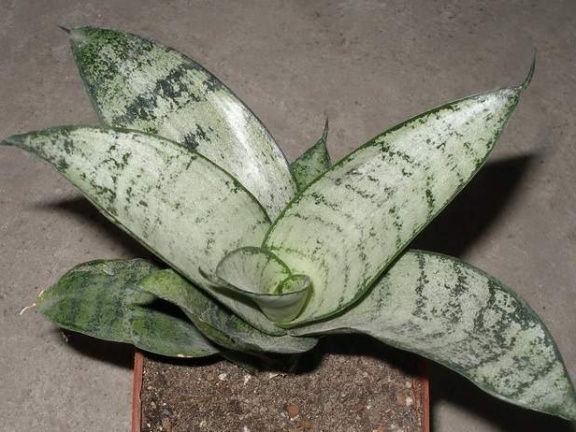 Sansevieria trifasciata cv Silver Hahnii 1Iv