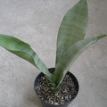 Sansevieria trifasciata cv Silver Moon1
