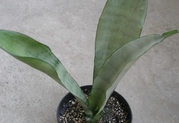 Sansevieria trifasciata cv Silver Moon1