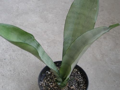 Sansevieria trifasciata cv Silver Moon1