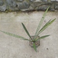 Sansevieria trifasciata cv Silver Princess