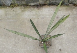 Sansevieria trifasciata cv Silver Princess