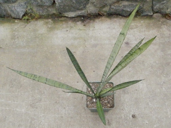 Sansevieria trifasciata cv Silver Princess