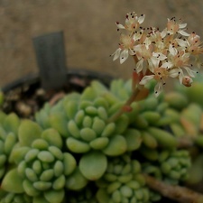 Sedum clavatum1