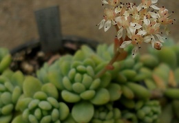 Sedum clavatum1