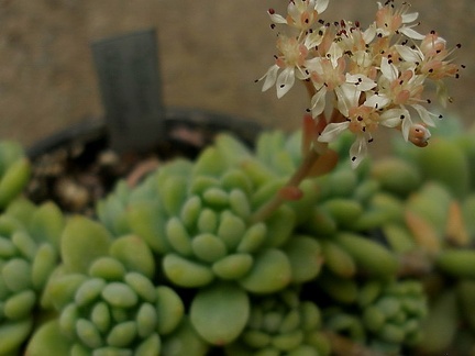Sedum clavatum1