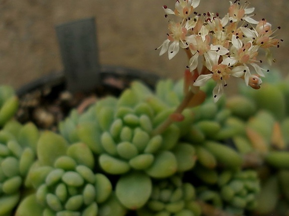 Sedum clavatum1