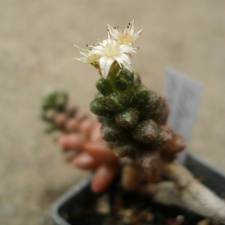Sedum furfuraceum Iv