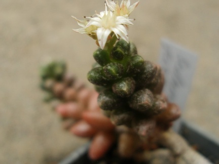 Sedum furfuraceum Iv