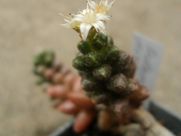 Sedum furfuraceum Iv