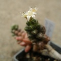 Sedum_furfuraceum_Iv.JPG