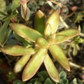 Sedum nussbaumerianum