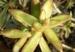 Sedum nussbaumerianum