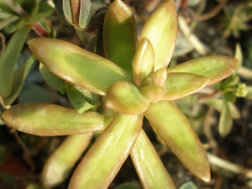 Sedum nussbaumerianum