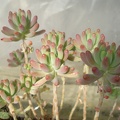 Sedum pachyphyllum