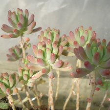 Sedum pachyphyllum