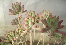 Sedum pachyphyllum