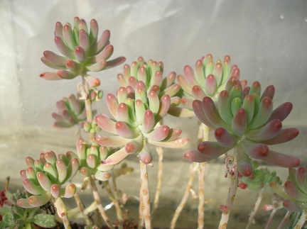Sedum pachyphyllum