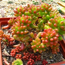 Sedum rubrotinctum cv Aurora 001