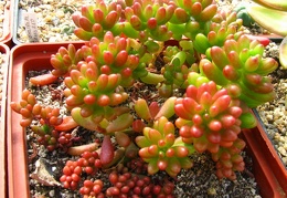 Sedum rubrotinctum cv Aurora 001