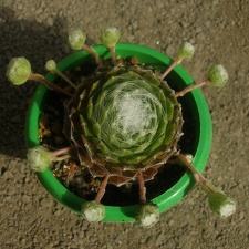 Sempervivum arahnoiseum