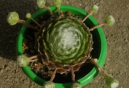 Sempervivum arahnoiseum