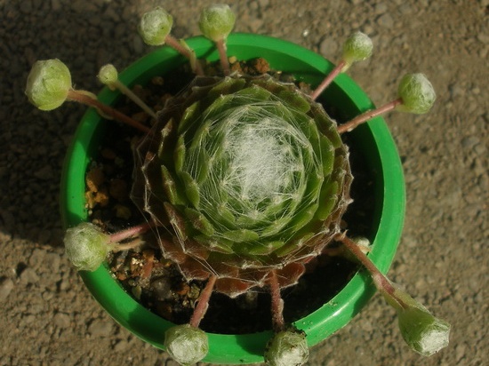 Sempervivum arahnoiseum