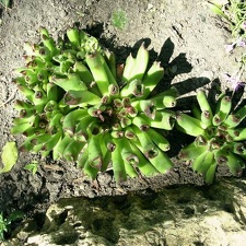 Sempervivum tectorum cv. 'Oditty'