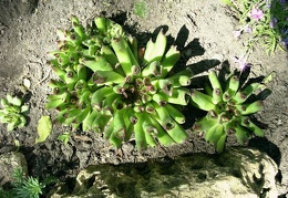 Sempervivum tectorum cv. 'Oditty'