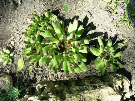 Sempervivum tectorum cv. 'Oditty'
