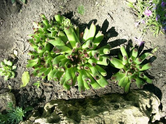 Sempervivum tectorum cv. 'Oditty'
