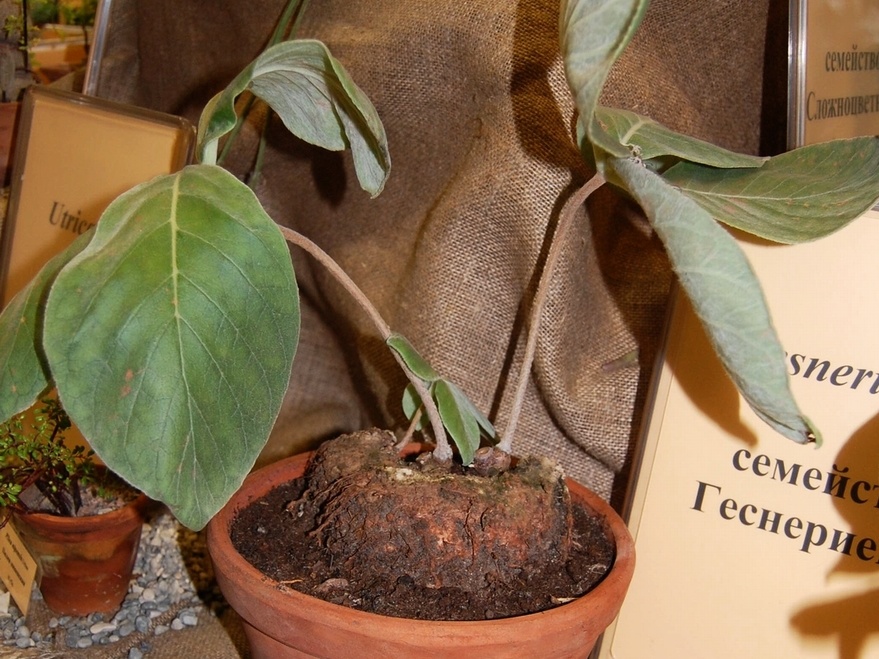 Sinningia leucotricha