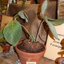 Sinningia leucotricha