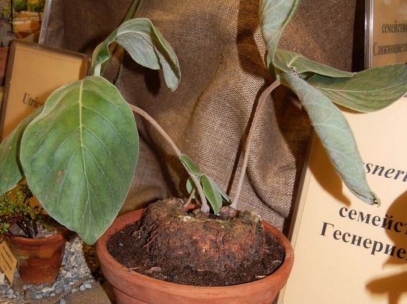 Sinningia leucotricha