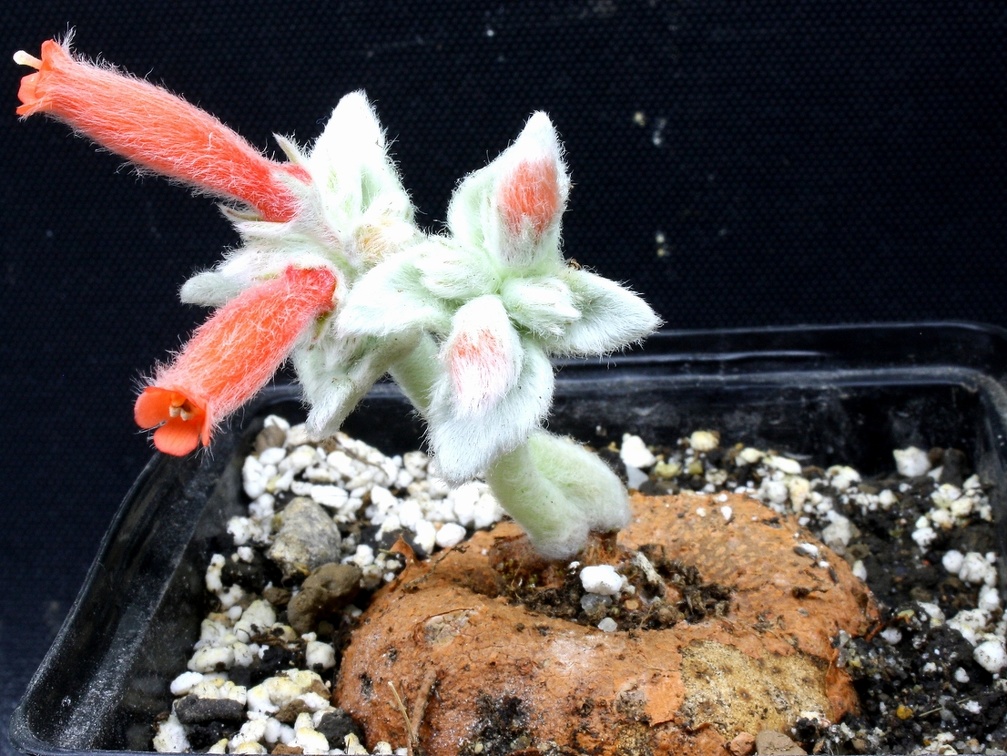 Sinningia leucotricha  syn  canescens