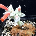 Sinningia leucotricha  syn  canescens