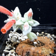 Sinningia leucotricha  syn  canescens
