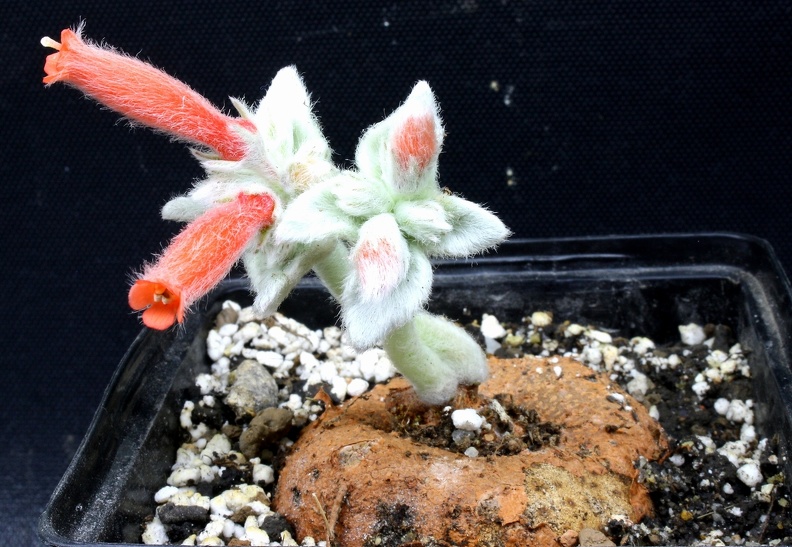 Sinningia_leucotricha__syn__canescens.JPG